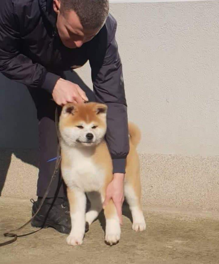 Akita-inu-stenci-