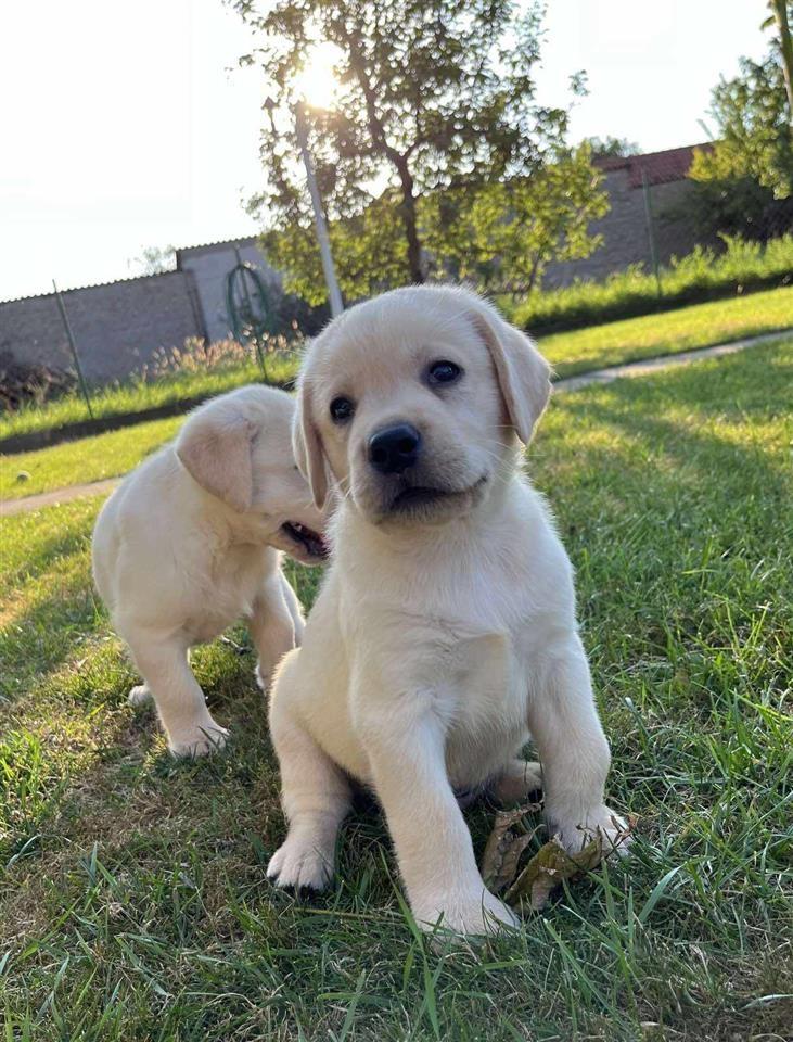 Labrador-Retriver-štenci-