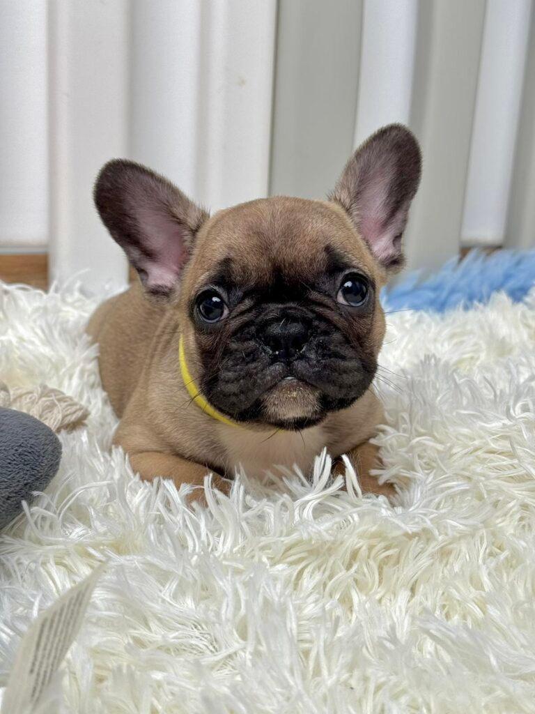 Francuski-Buldog-PRELEPI-štenci