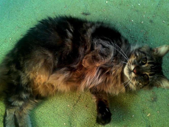 Maine coon