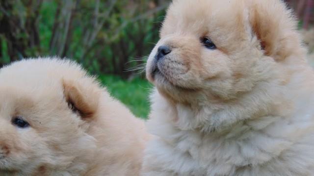 Cau cau Chow chow stenad