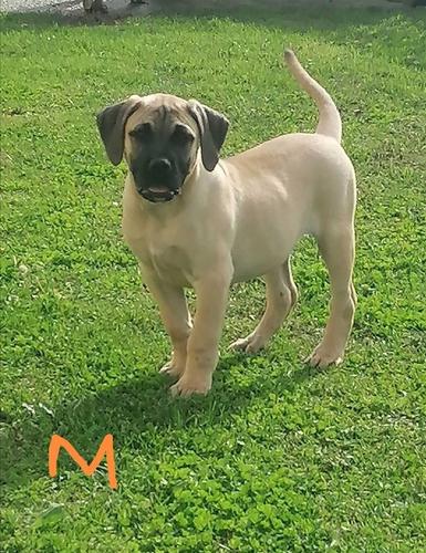 Presa Canario