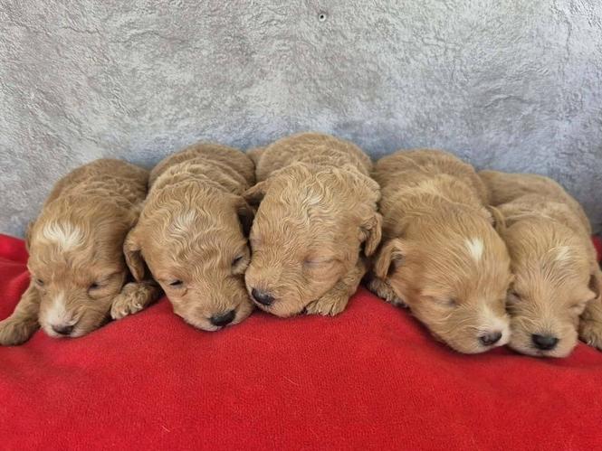 Maltipoo štenci, prelepe bebe