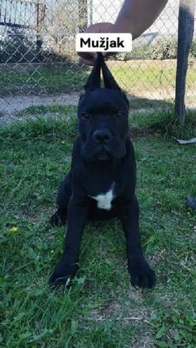 Cane Corso štenci 