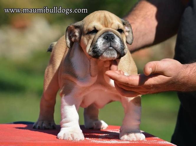 Engleski Buldog