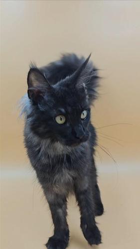 NOLINA zenka Maine Coon vrhunsko mace