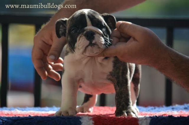 Engleski Buldog 