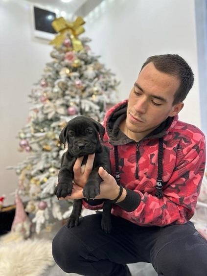 Presa-Canario-štenci