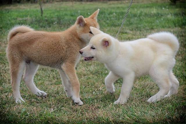 Akita-Inu--stenci