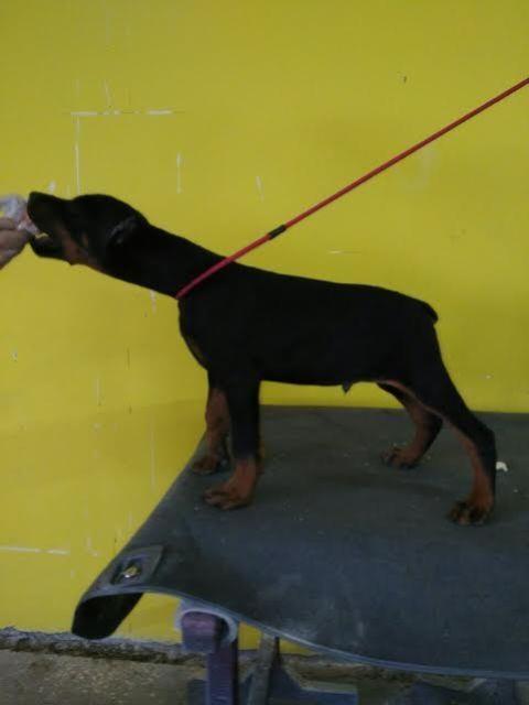 Doberman-štenci-