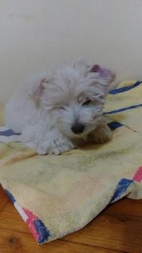 Coton de Tulear štenci 