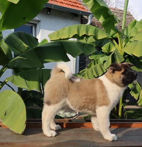 Američka Akita štenci