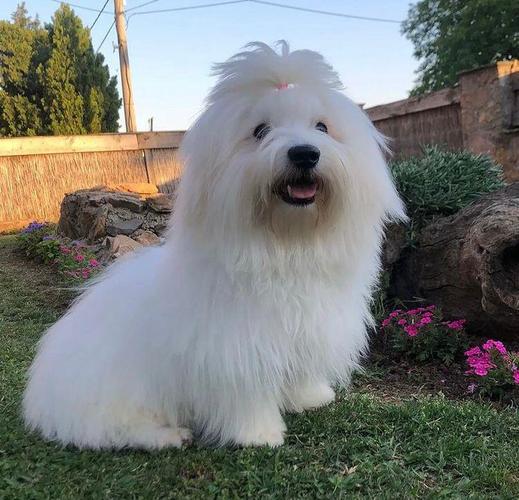 Coton de Tulear stene