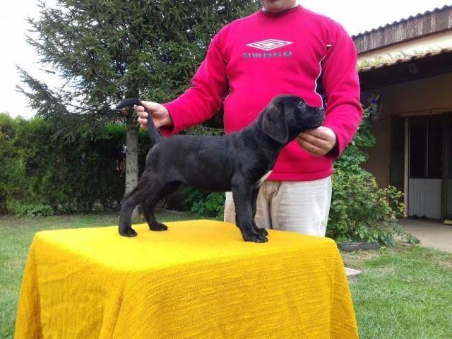 Cane-Corso---POVOLJNO