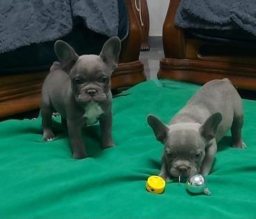 Francuski-buldog-stenci-plave-boje