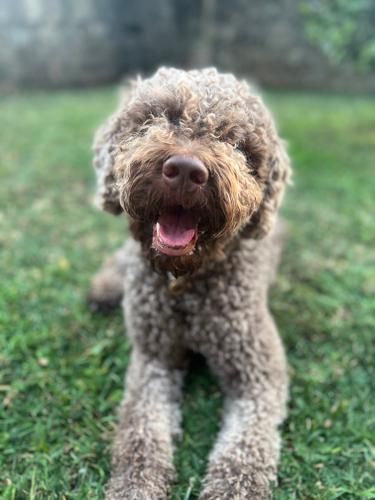 Lagotto Romagnolo mužjak traži ženku za parenje