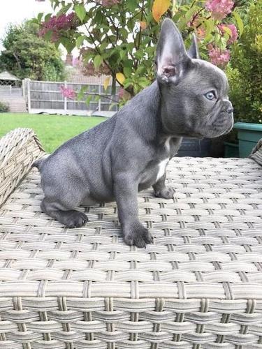 Francuski buldog štenci