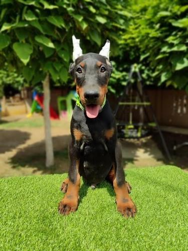 Doberman mužijaci