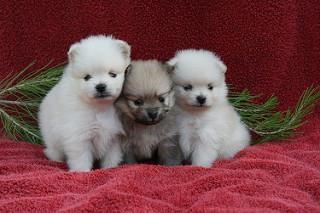 Pomeranian