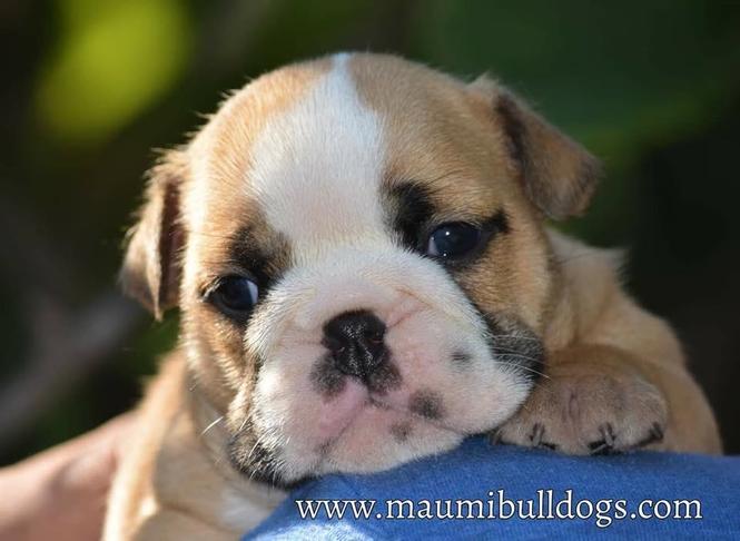 Engleski Buldog, Maumibulldogs stenci