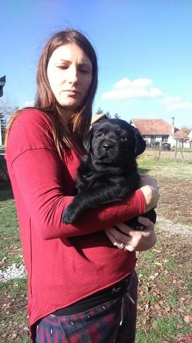 Labrador stenci izlozbenog potencijala 