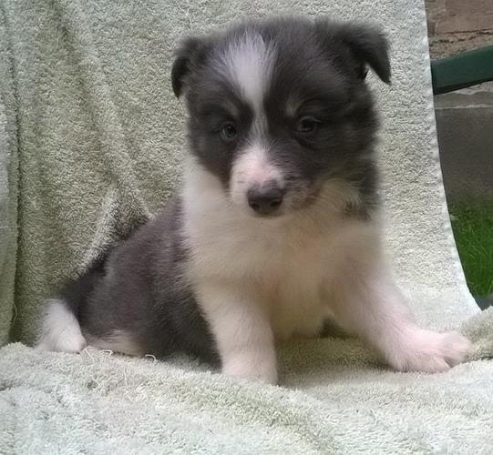 Border Collie, stene