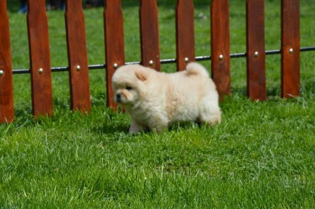 Chow chow cau cau stenad