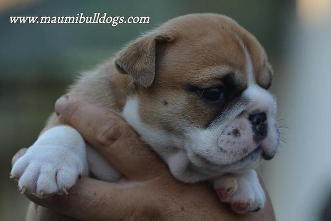 Engleski Buldog