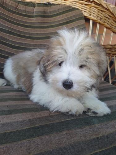 Coton de tulear, Tulearski pas štenci