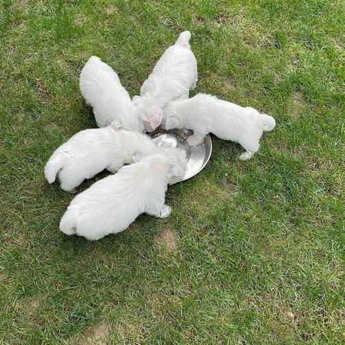 Prekrasni Westie psi