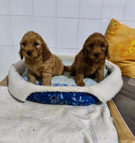 Cockapoo