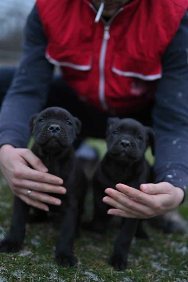 Kane-Korso-Cane-Corso