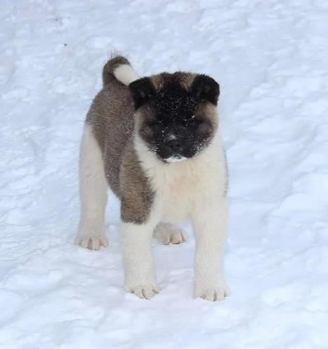 Americka Akita i Japanska Akita stenci