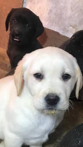 Labrador Retriver VRHUNSKI ŠTENCI