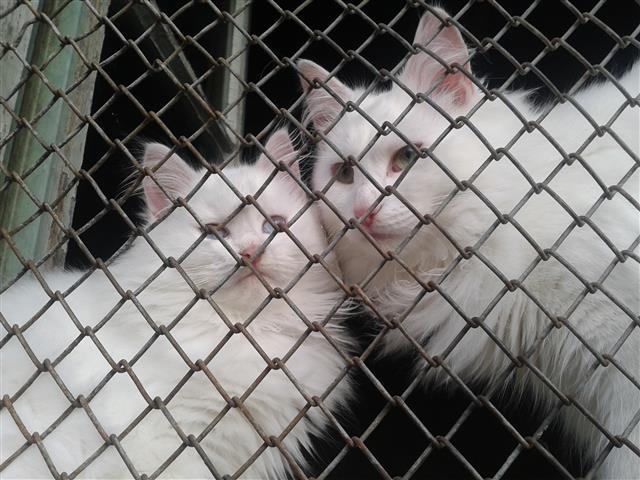 Maine coon i sibirka