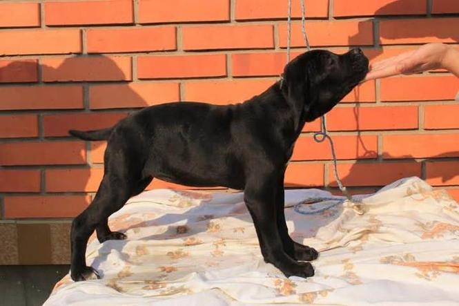 Stenci CANE CORSO sampionskog porekla