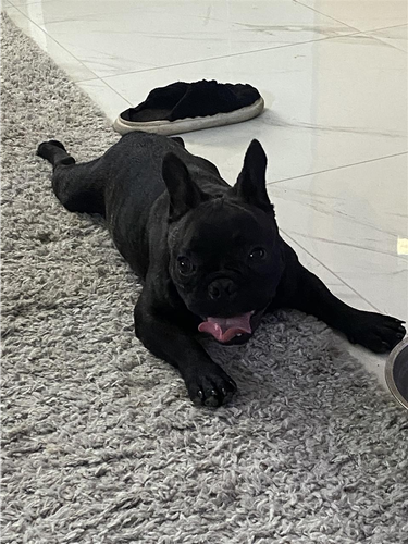 Francuski buldog