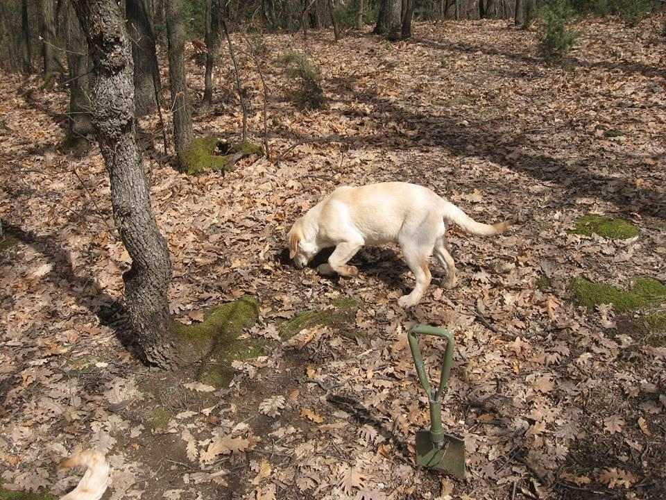 LABRADORKA-obučena-za-TARTUFE