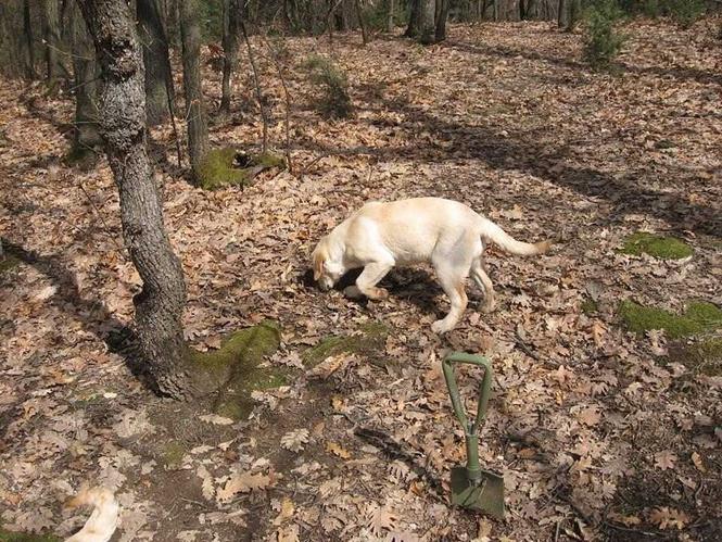 LABRADORKA obučena za TARTUFE