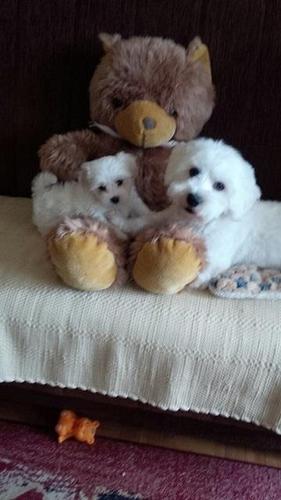 Maltezer