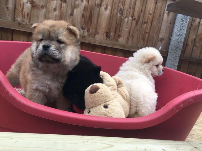 Chow Chows štenci dostupan