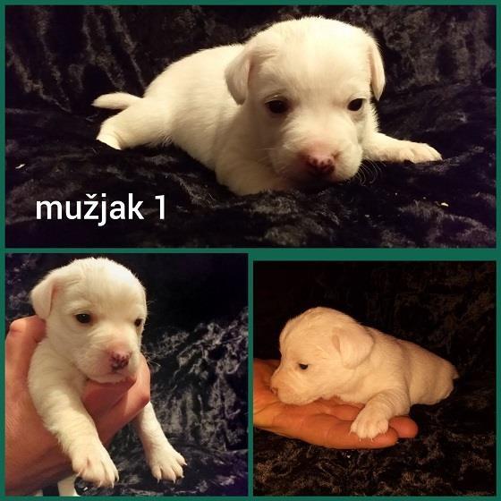 Dzek-Rasel-Terijer-