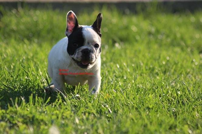 Francuski buldog