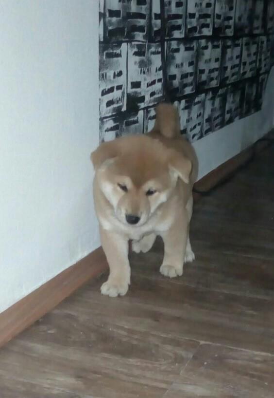 Šiba-inu-muško-štene