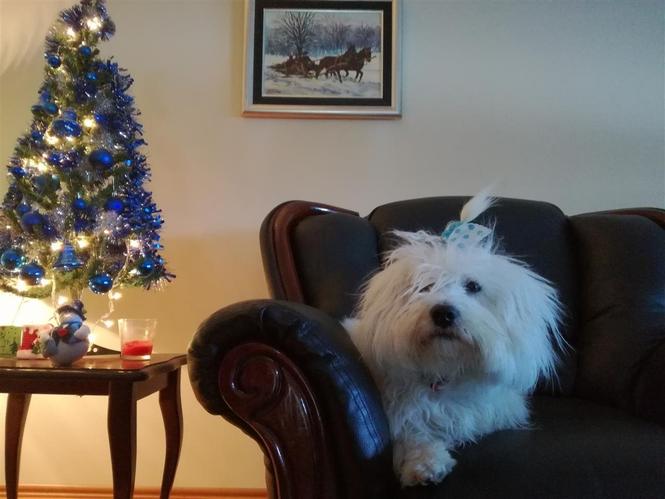 Coton de Tulear muzjak slobodan za parenje
