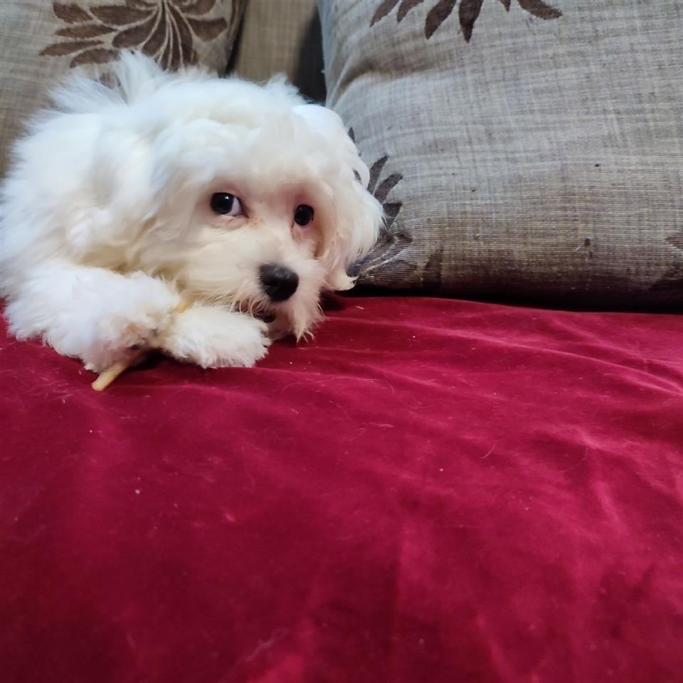 Maltezer-