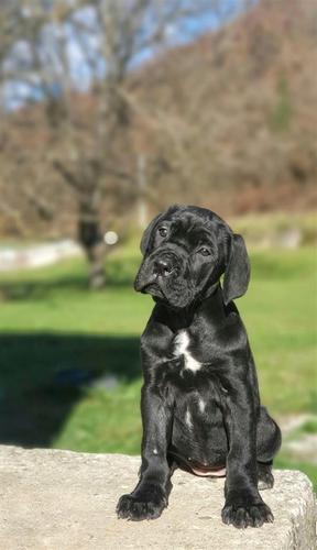 Zenka Cane Corso