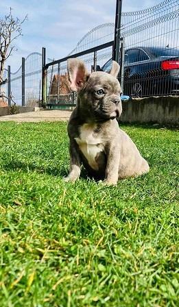 Francuski-buldog-štenci-plave-boje