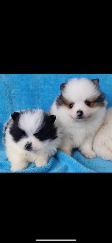 Pomeranac boo