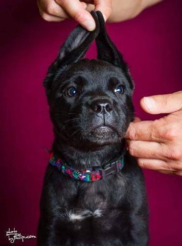 CANE CORSO stenci vrhunskog porekla